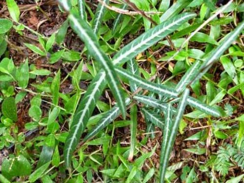 Indian Sarsaparilla(Hemidesmus indicus (L.) R.Br.)